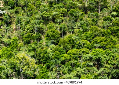 Trees Of Atlantic Forest - Brazil