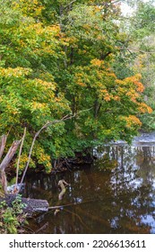 Trees With Autumn Colors At A River