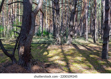 Trees In The Autumn Forest Near Kyiv. Ukraine