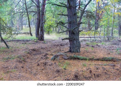 Trees In The Autumn Forest Near Kyiv. Ukraine