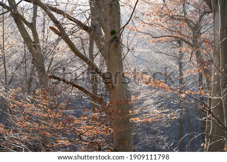 Similar – autumn impression Ambience