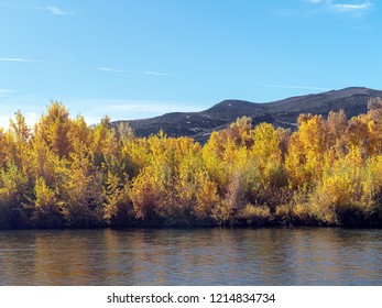 Trees In Autumn With Multi Colored Leaves In Northern Nevada Landscape Photograph. 