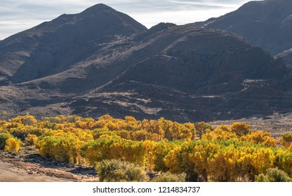 Trees In Autumn With Multi Colored Leaves In Northern Nevada Landscape Photograph. 