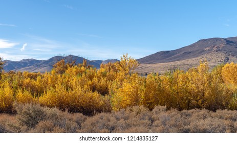 Trees In Autumn With Multi Colored Leaves In Northern Nevada Landscape Photograph. 