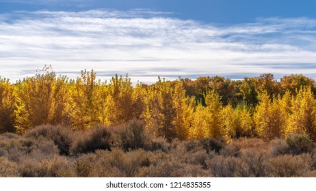 Trees In Autumn With Multi Colored Leaves In Northern Nevada Landscape Photograph. 