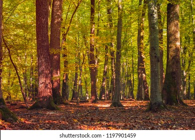 trees in the autumn oak forest