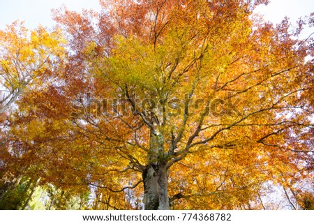 beauty of autumn season