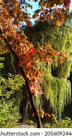 Trees In Autumn - Willow, Oak In Park