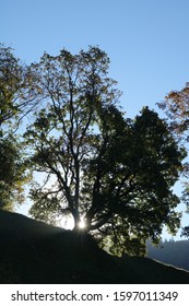 Trees in the back light