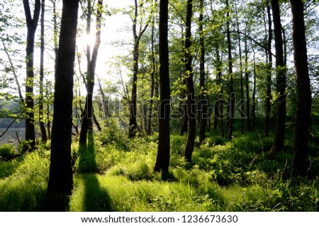 Trees in back light, Aigen Schlaegl, Austria