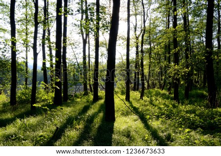 Trees in back light, Aigen Schlaegl, Austria