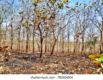 the trees background