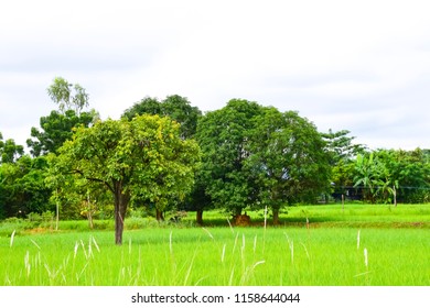 Trees Background image.