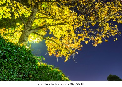 Trees Background At Night. Located In The University Of Texas At Arlington, Texas, USA.