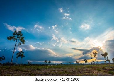 
Trees and backgrounds, sky and clouds