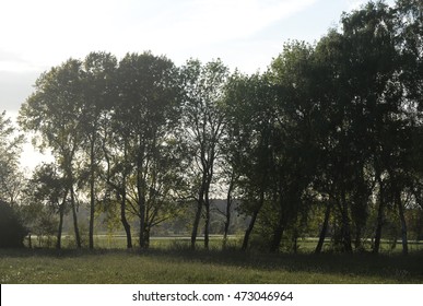 Trees in the backlight