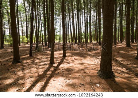 trees backlit with shadows