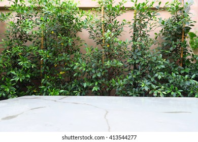 TREES IN THE BACKYARD