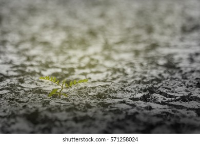 The Trees In The Barren Soil Of Adapting To Life In Global Warming.