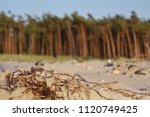 Trees at the beach
