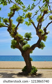 Trees at the beach