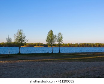 Trees at the beach