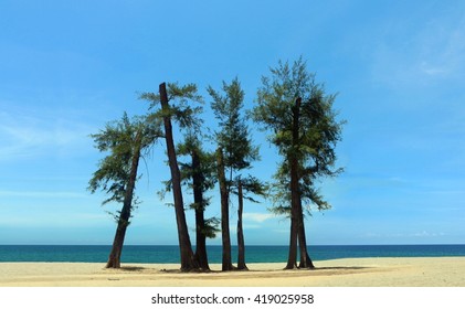 Trees at the beach