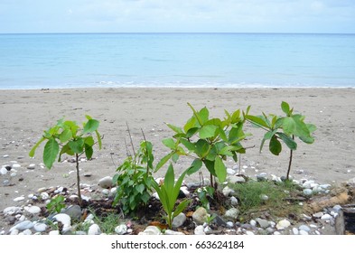 Trees at the beach