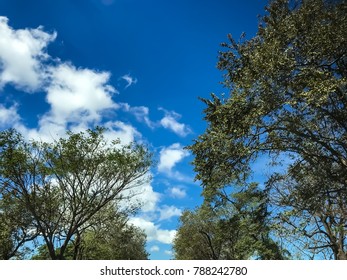 Trees at the beach
