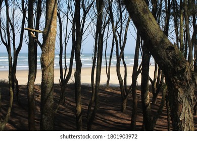 Trees and beach environment .