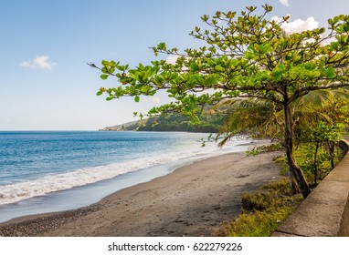 Trees In The Beach, Grenada, Caribbean