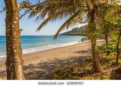 Trees In The Beach, Grenada, Caribbean