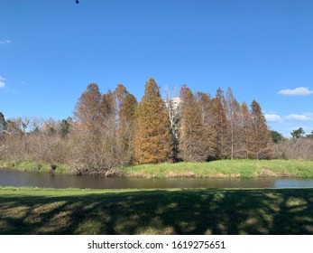 Trees In Bear Creek Park
