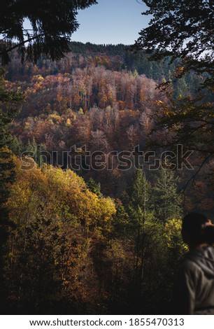 Trees and a beautiful blackforest