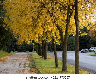 Trees with beautiful colorful , leaves growing along the street. Leaves of gold - yellow on trees, at the street in the center of Ostrowiec Swietokrzyski. Walk walking during the Polish golden autumn  - Shutterstock ID 2214975537