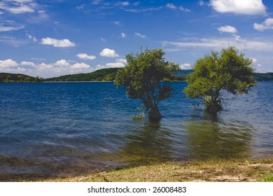 Trees In Beaver Lake Arkansas