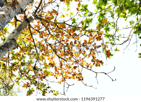 Similar – Foto Bild Herbstlicher Park Natur