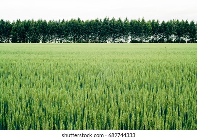 Trees behind the field