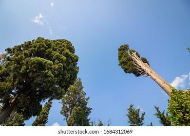 Trees from below with clear sky