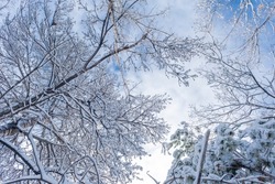 Trees From Below In The Forest At Winter. Blue Sky View Through Snow-covered Top Branches Of Trees. Looking Up. Winter Background Photo.
