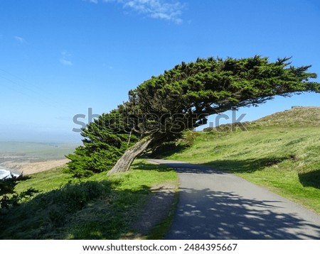 
Trees bent by the wind at Point Reyes, California. Bishop Pine (Pinus muricata) are native to point Reyes park.