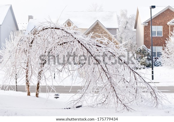 Trees bent over from the weight of the ice  after\
freezing rain.