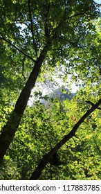 Trees In Big Cottonwood Canyon, Utah. I Have Never Loved Utah For As Long As I Have Lived Here, Always Wanting To Travel Elsewhere. But The Mountains Have Been My Escape And My Safe Place. 