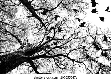 Trees And Black Birds Sillhouette