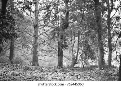 Trees in black and white