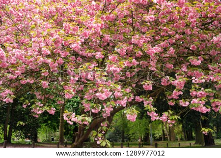 trees bloom pink flowers