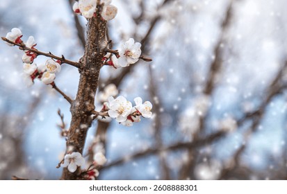 Trees bloom snow spring. Selective focus. Nature.