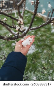 Trees bloom snow spring. Selective focus. Nature.