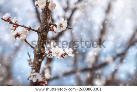 Trees bloom snow spring. Selective focus. Nature.