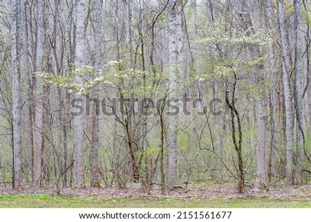 Trees blooming in spring on the Oconaluftee River Trail, Great Smoky Mountains National Park, North Carolina